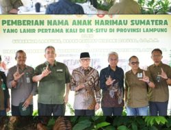 *Anak Harimau Sumatera Tampil Perdana, Gubernur Lampung Mirza Resmikan Nama*